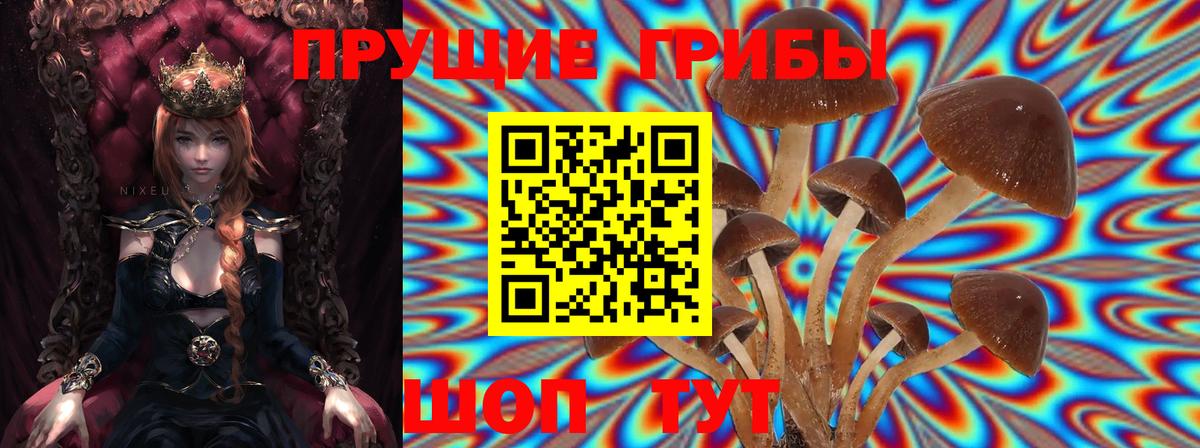 Псилоцибиновые грибы Psilocybe Минеральные Воды